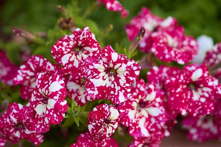 SURFINIA PETUNIA Cherry Sky p9