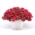 SURFINIA PETUNIA Cherry Sky p9