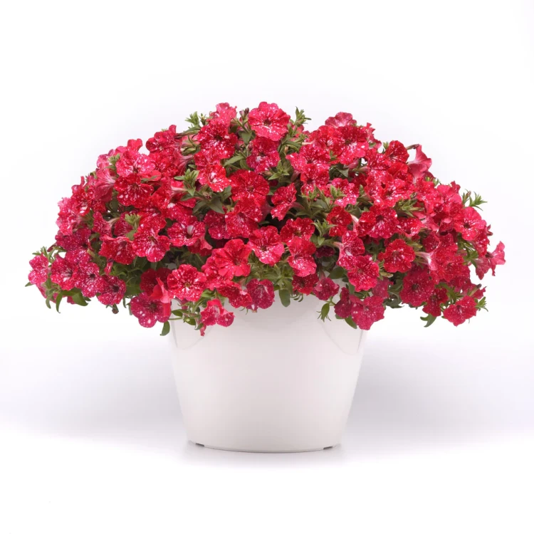 SURFINIA PETUNIA Cherry Sky p9