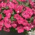 SURFINIA PETUNIA Cherry Sky p9