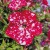 SURFINIA PETUNIA Cherry Sky p9
