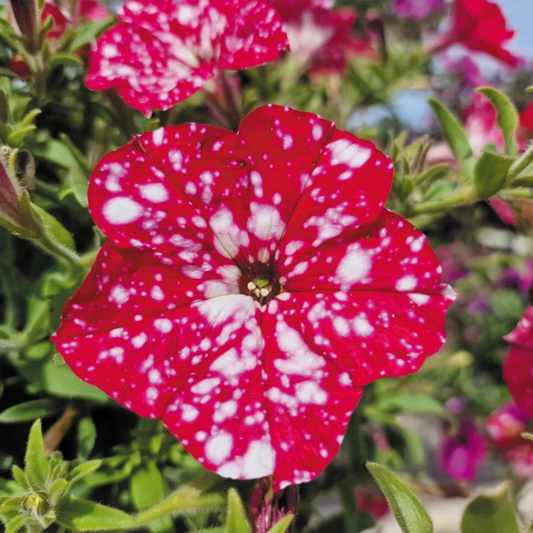 SURFINIA PETUNIA Cherry Sky p9