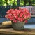 SURFINIA PETUNIA Cherry Sky p9