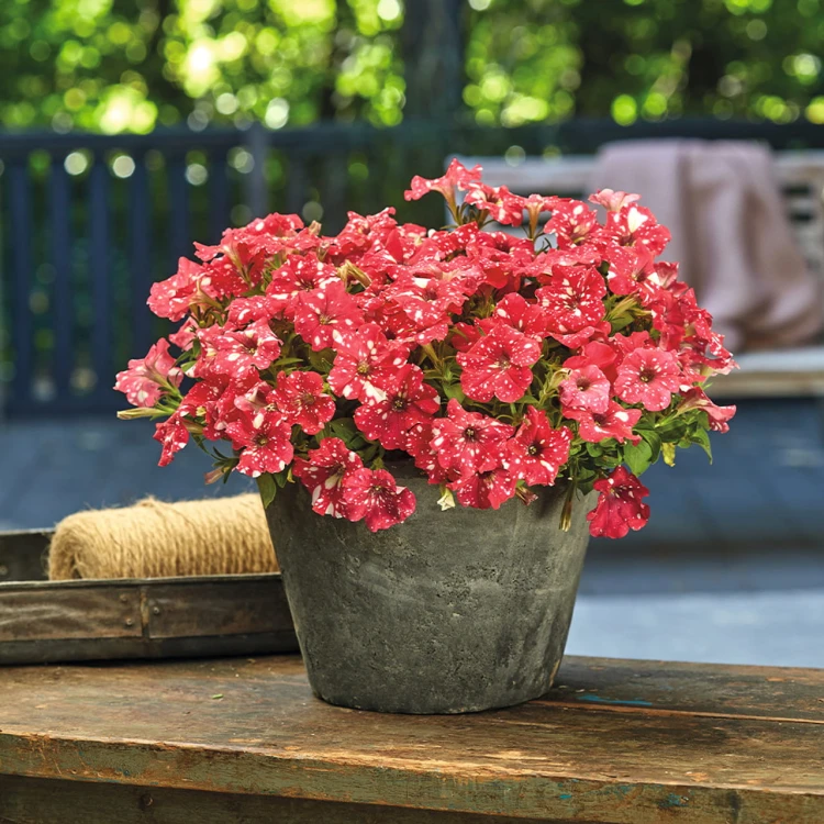 SURFINIA PETUNIA Cherry Sky p9