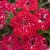 SURFINIA PETUNIA Cherry Sky p9
