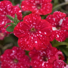 SURFINIA PETUNIA Cherry Sky p9