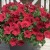 SURFINIA PETUNIA Cherry Sky p9