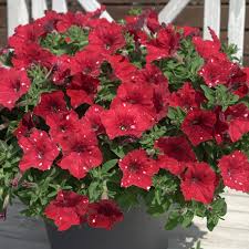 SURFINIA PETUNIA Cherry Sky p9