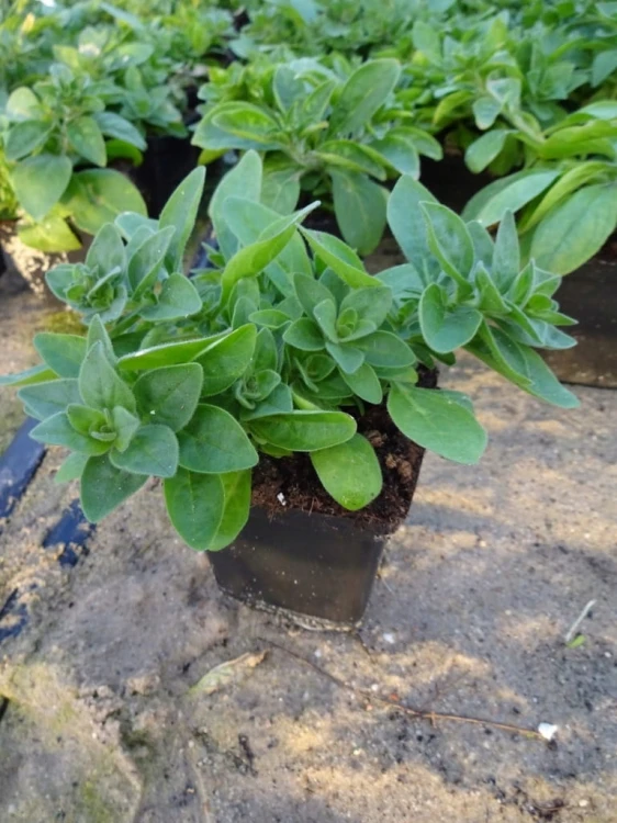 SURFINIA PETUNIA Tumbelina Susanne pełna p9
