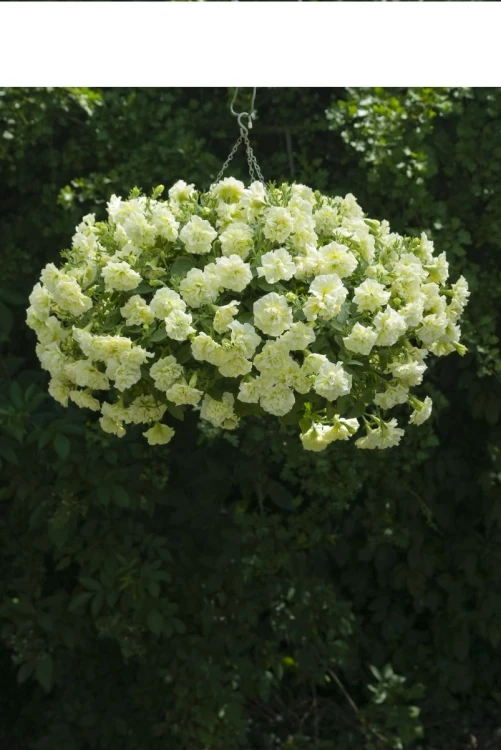 SURFINIA PETUNIA Tumbelina Susanne pełna p9