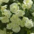 SURFINIA PETUNIA Tumbelina Susanne pełna p9