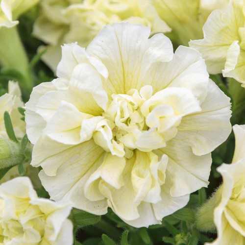 SURFINIA PETUNIA Tumbelina Susanne pełna p9