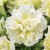 SURFINIA PETUNIA Tumbelina Susanne pełna p9