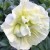 SURFINIA PETUNIA Tumbelina Susanne pełna p9