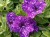 Surfinia Petunia  NIGHT SKY p9
