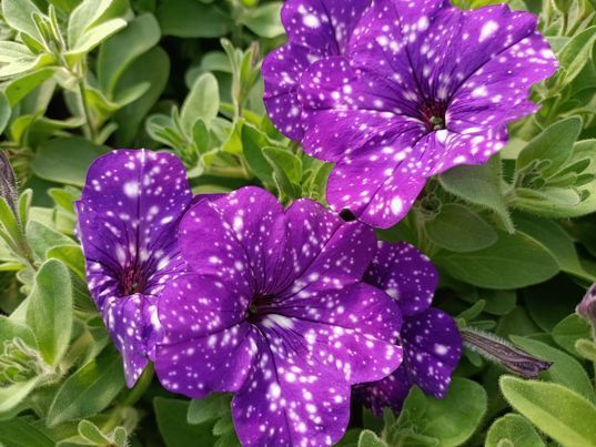 Surfinia Petunia  NIGHT SKY p9