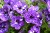 Surfinia Petunia  NIGHT SKY p9