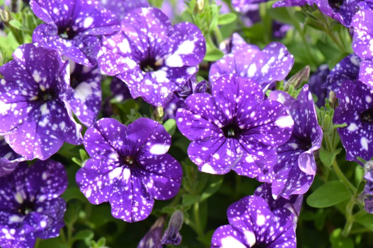 Surfinia Petunia  NIGHT SKY p9
