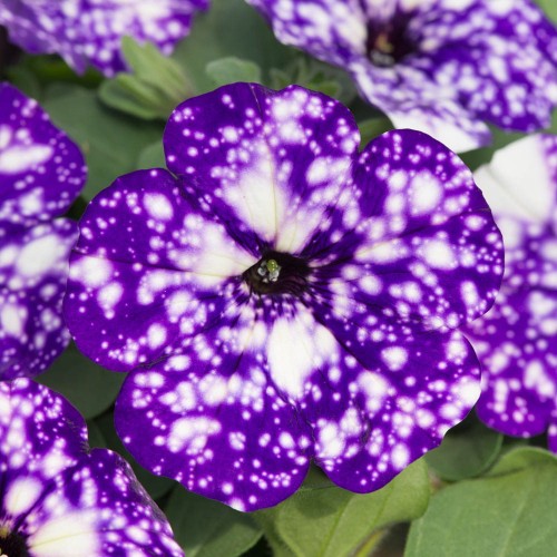 Surfinia Petunia  NIGHT SKY p9