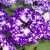 Surfinia Petunia  NIGHT SKY p9