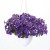 Surfinia Petunia  NIGHT SKY p9