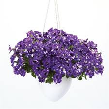 Surfinia Petunia  NIGHT SKY p9