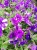 Surfinia Petunia  NIGHT SKY p9