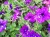 Surfinia Petunia  NIGHT SKY p9
