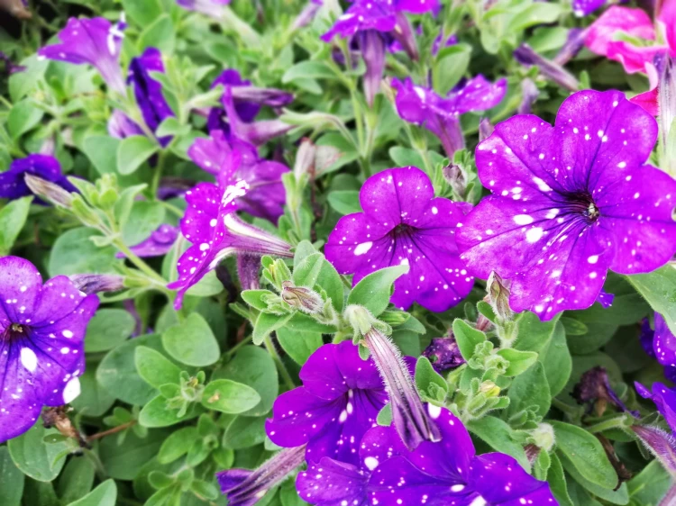 Surfinia Petunia  NIGHT SKY p9