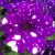 Surfinia Petunia  NIGHT SKY p9