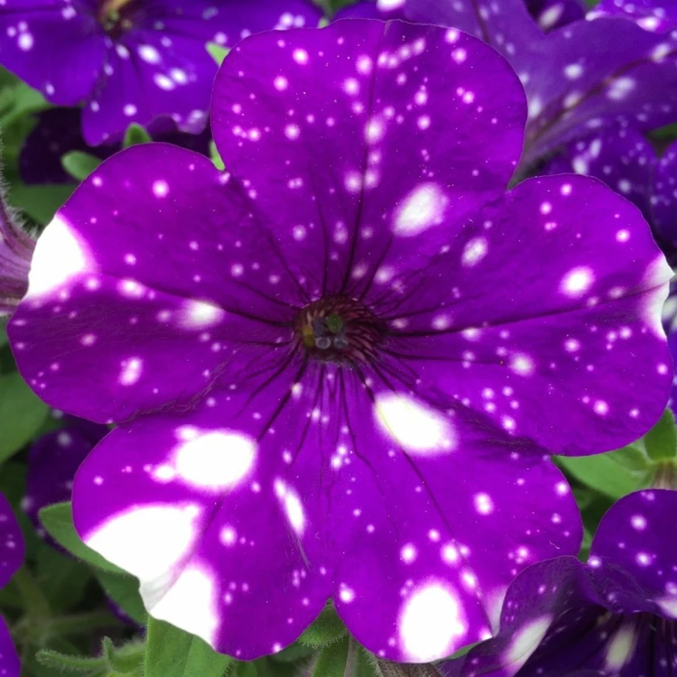 Surfinia Petunia  NIGHT SKY p9