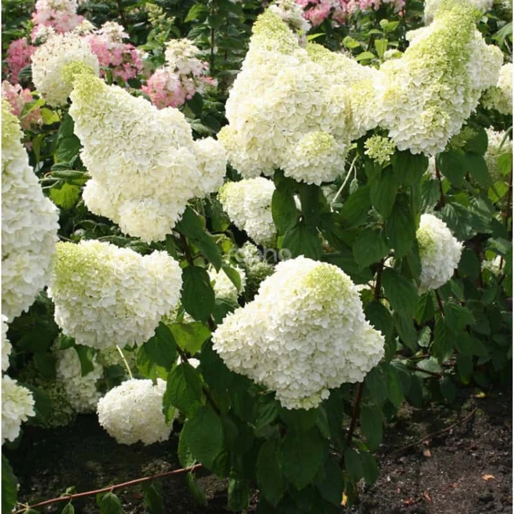 HORTENSJA BUKIETOWA MOONLIGHT sadzonka