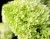 Hortensja Bukietowa Lime light