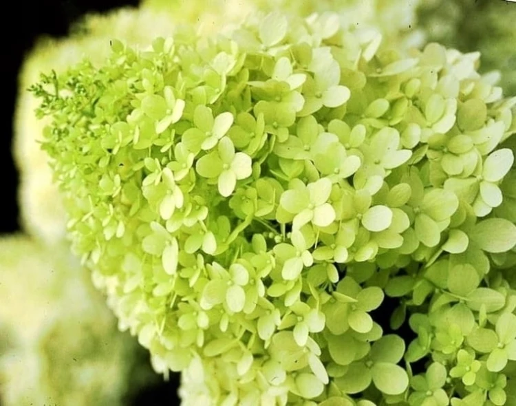 Hortensja Bukietowa Lime light
