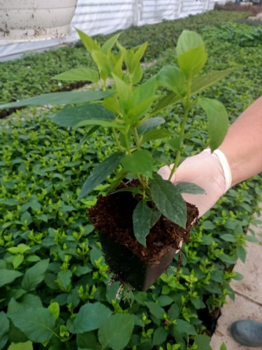Hortensja Bukietowa Lime light