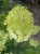 Hortensja Bukietowa Lime light