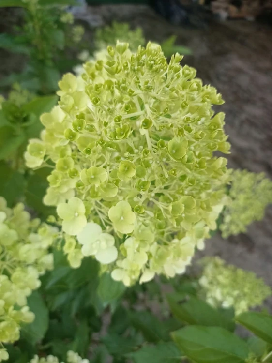 Hortensja Bukietowa Lime light