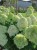 Hortensja Bukietowa Lime light