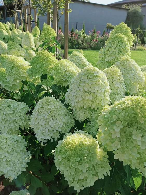 Hortensja Bukietowa Lime light
