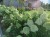 Hortensja Bukietowa Lime light