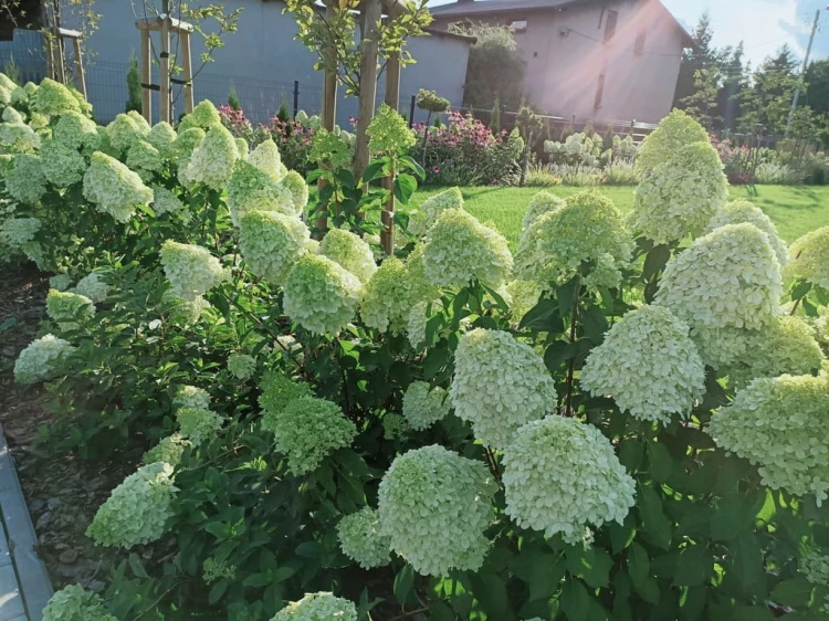 Hortensja Bukietowa Lime light