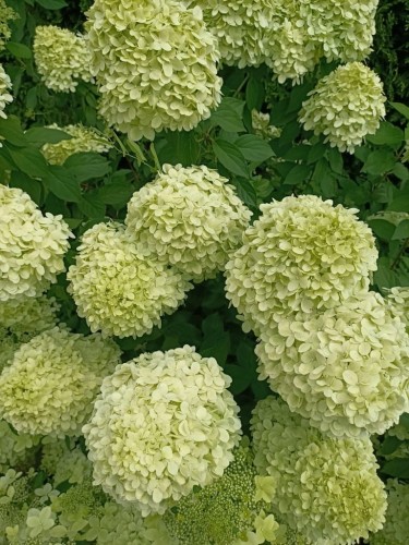 Hortensja Bukietowa Lime light