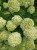 Hortensja Bukietowa Lime light