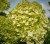 Hortensja Bukietowa Lime light