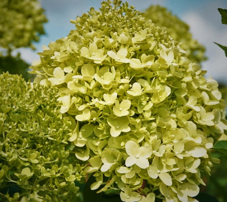 Hortensja Bukietowa Lime light
