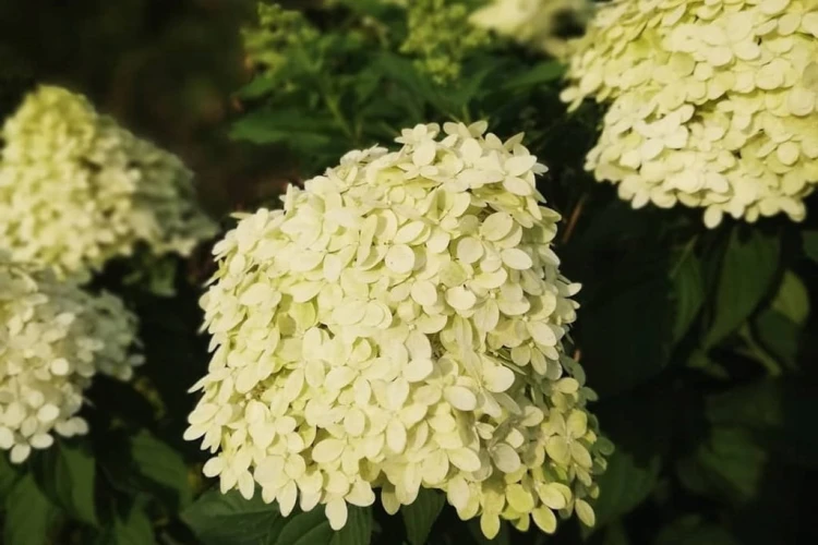 Hortensja Bukietowa Lime light