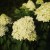 Hortensja Bukietowa Lime light