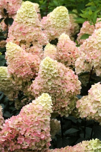 HORTENSJA BUKIETOWA SUNDAE FRAISE p9