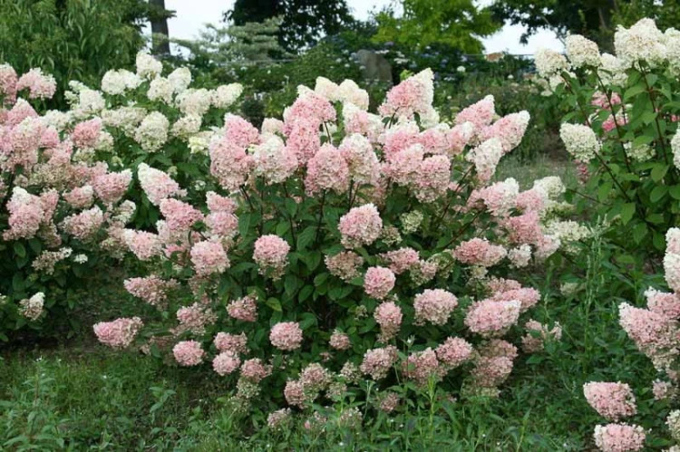 HORTENSJA BUKIETOWA SUNDAE FRAISE p9