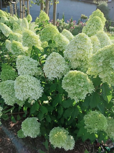 Hortensja Bukietowa GRANDIFLORA p9